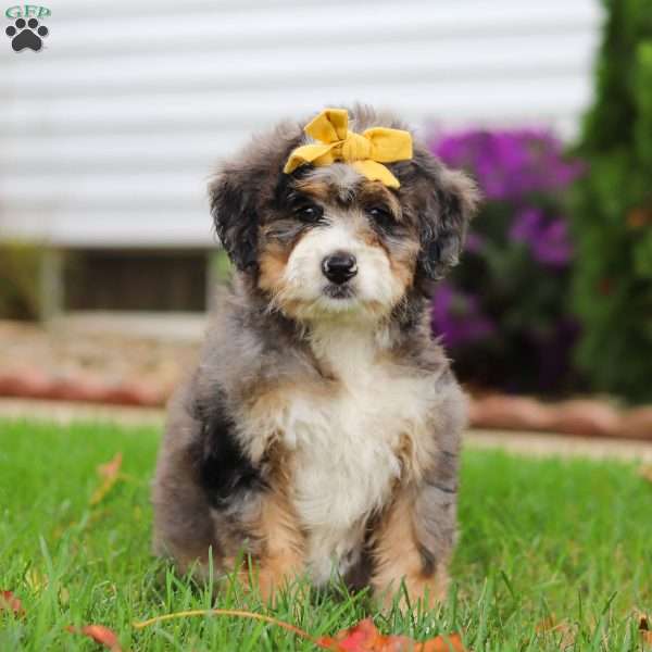 Twilight, Mini Bernedoodle Puppy